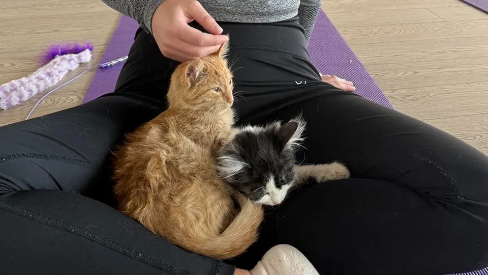 Йога клас с малки котенца в София