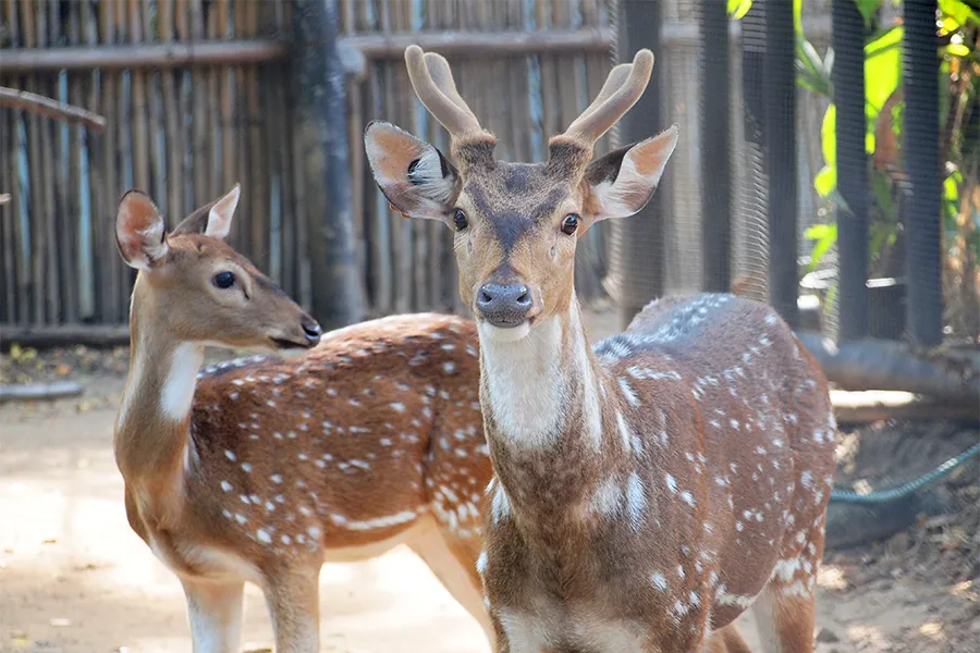 Посещение на зоокът Дъбница